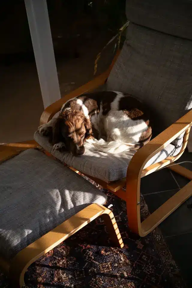 A brown and white spaniel dog curled up and resting on a gray cushioned armchair with a matching footstool, bathed in warm afternoon sunlight.